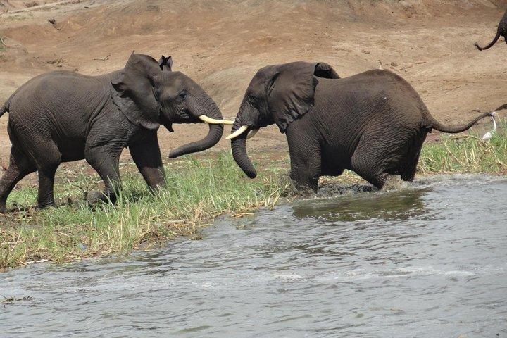 10 dages bedste af Uganda Mountain Gorillas Wildlife and culture tour