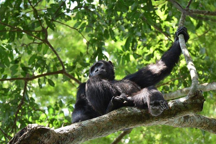 8 日間のマウンテン ゴリラ、チンパンジー トレッキングと野生動物サファリ