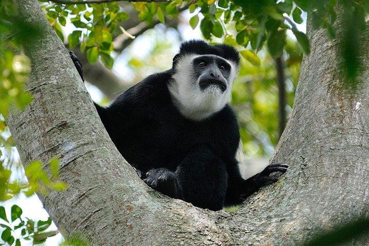 10 dages bedste af Uganda Mountain Gorillas Wildlife and culture tour