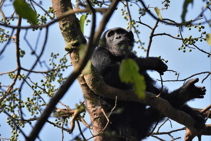 10 dages bedste af Uganda Mountain Gorillas Wildlife and culture tour