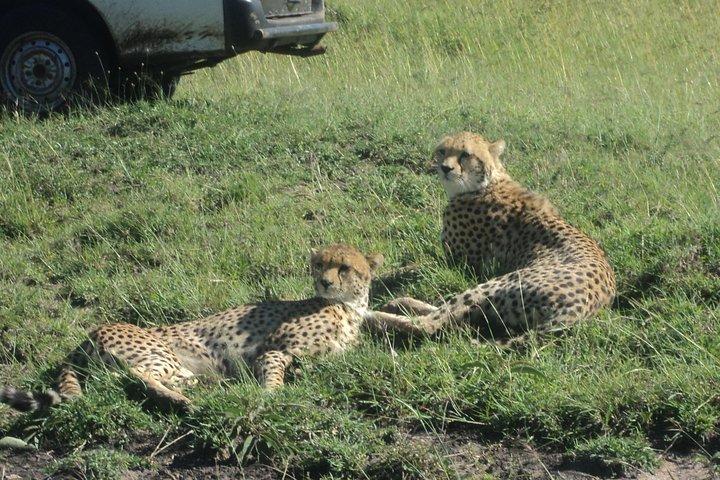 ナイロビからのマサイマラ国立保護区への3日間のサファリ旅行