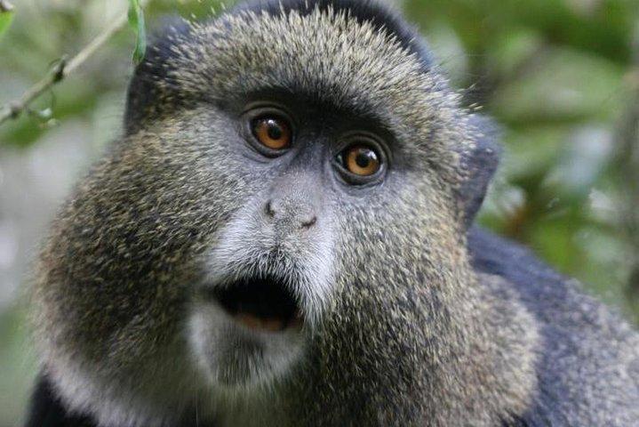 6days Mountain Gorillas, GoldenMonkeys and Cultural Experience
