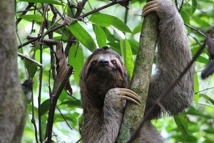 AVVENTURA SLOTH PARK La Fortuna