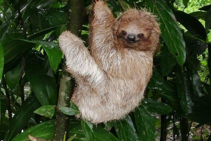Sloths i deres naturlige habitat & Blue River vandfald