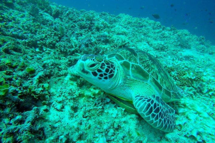 De Gili Trawangan & Gili Air Snorkeling Trip Partage & Privé