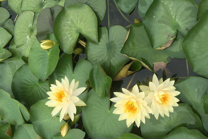 Excursión privada de un día con todo incluido a Lotus Hill y al casco antiguo de Shawan desde Guangzhou