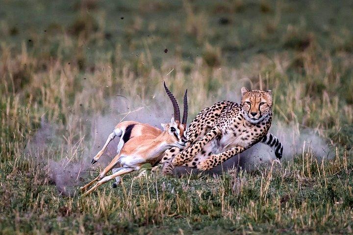 6 - Dagcampingtour : Amboseli, Lake Nakuru en Masai Mara Safari