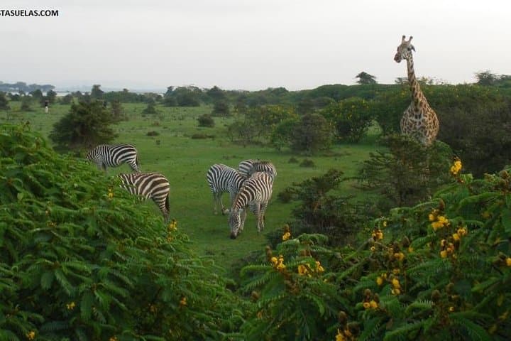 Nairobi Day Trip To Crescent Island Game Park - Lake Naivasha