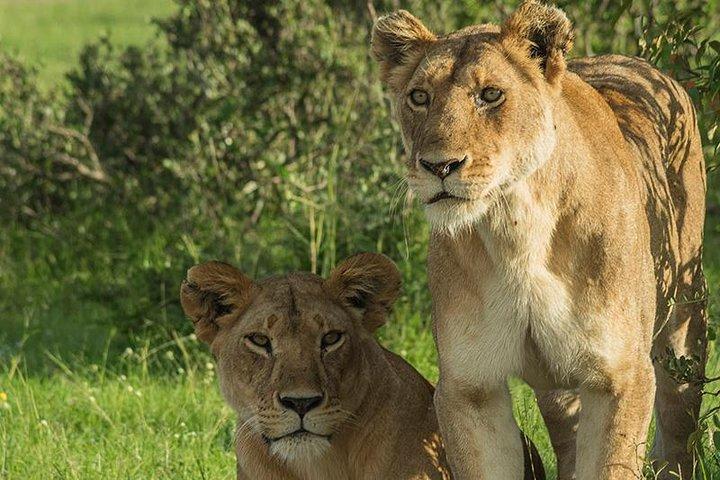 6 Days Budget Safari in Kenya