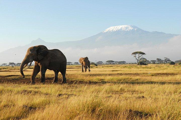 四輪駆動ジープで巡るケニアとタンザニアのビッグ 5 サファリ 11 日間