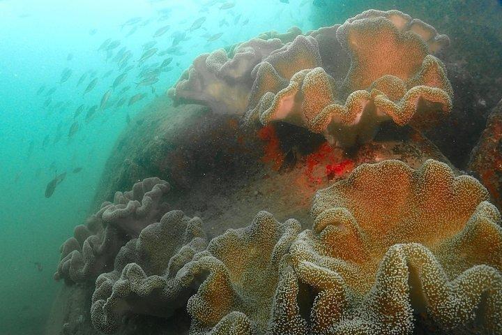 Buceador de rescate PADI