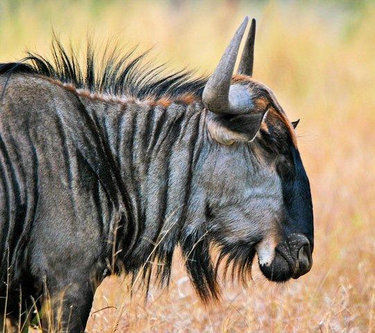 4 dagen Masai Mara en Lake Nakuru