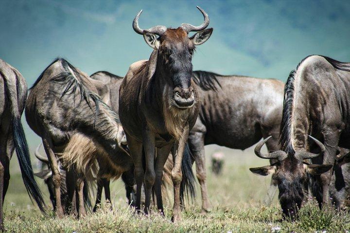 4 dagen Masai Mara en Lake Nakuru