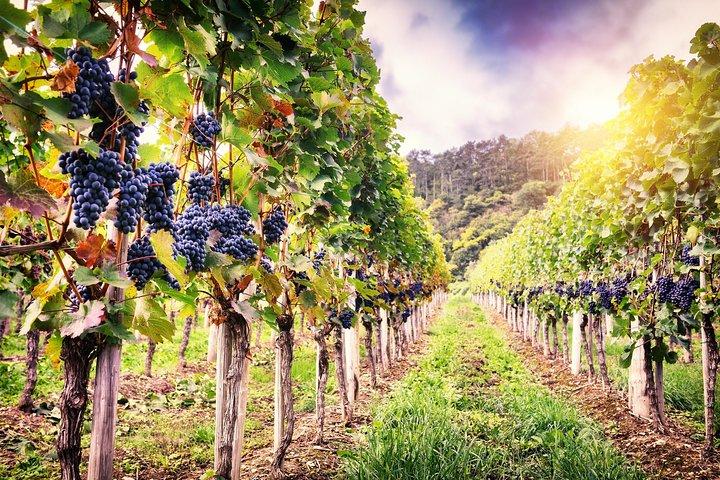 Degustación de vinos rumanos