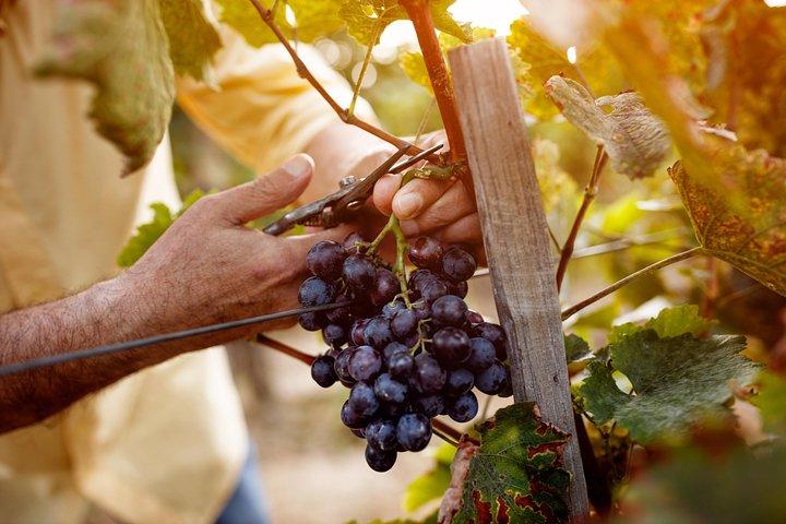 Degustación de vinos rumanos