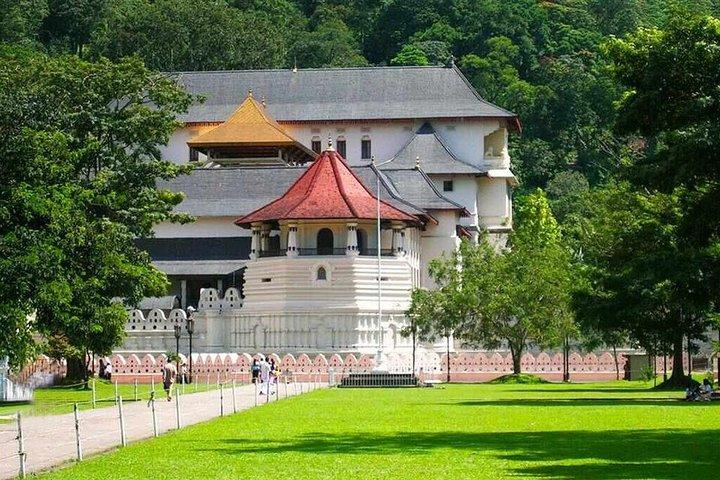 Kandy-dagtrip vanuit Colombo: Tea Factory - Botanische tuinen Peradeniya-Kandy