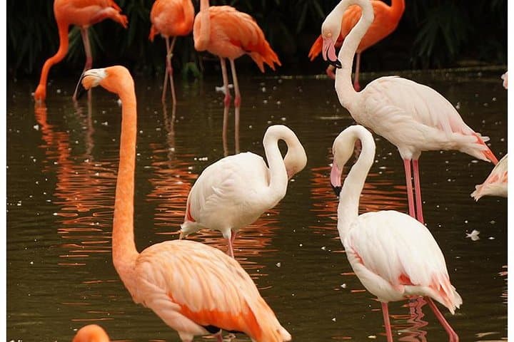 7 Days Exceptional Kenya and Tanzania Safari