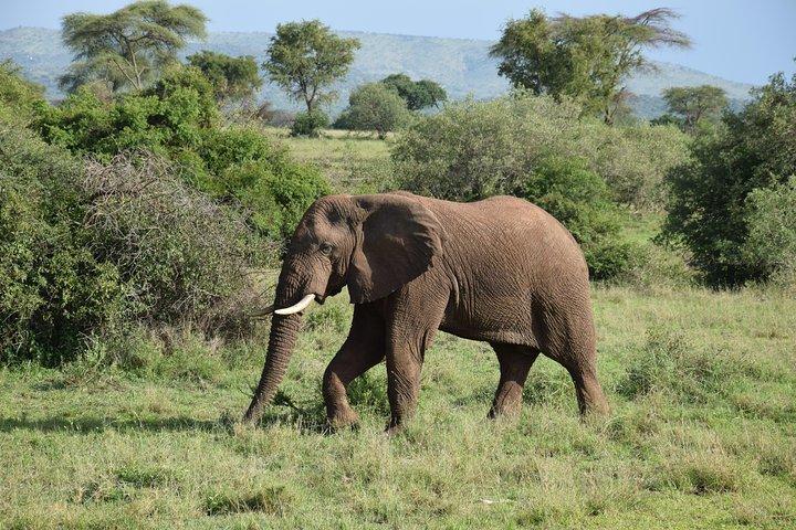 Serengeti Day Trip Safari Von Mwanza Tansania
