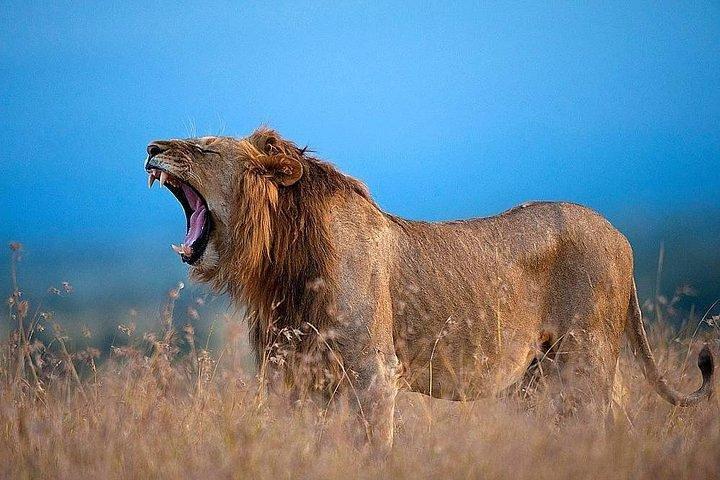 Overnatning til Olpejeta Conservancy og Mount Kenya