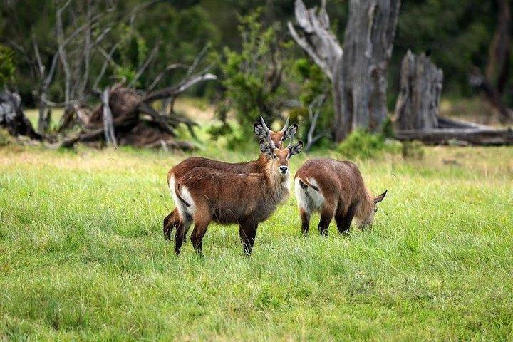 Overnatning til Olpejeta Conservancy og Mount Kenya