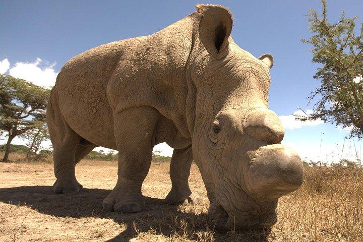 ナイロビからのオールデイオルペヘタコンサーバンシーとチンパンジー保護区ツアー