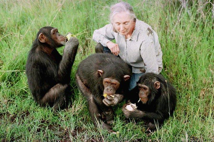 Ol Pejeta Conservancy and Chimpanzee Sanctuary ナイロビからの終日ツアー