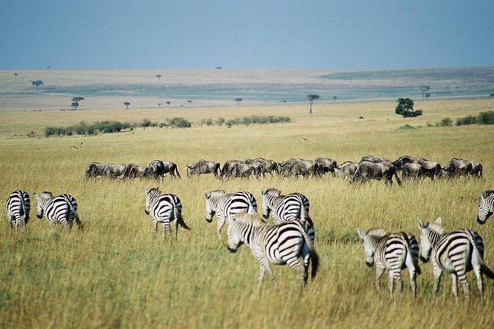 ナイロビからのキーコロックでの3日間のマサイマラプライベートロッジサファリ