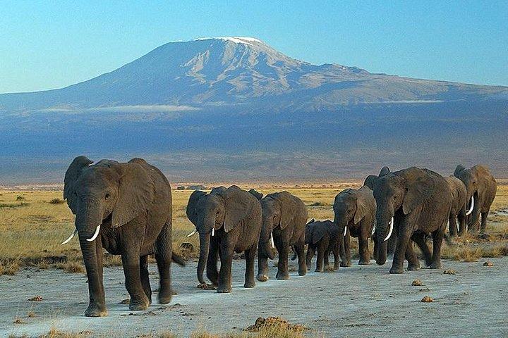 ケニアのアンボセリ国立公園での3日間の素晴らしい象のサファリ