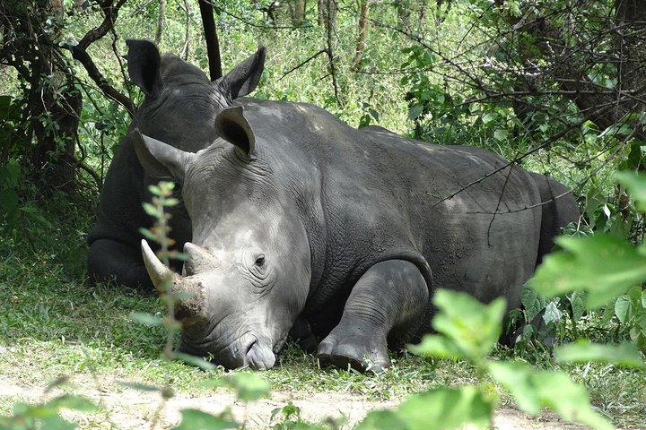 1 dages ziwa Rhino-helligdom