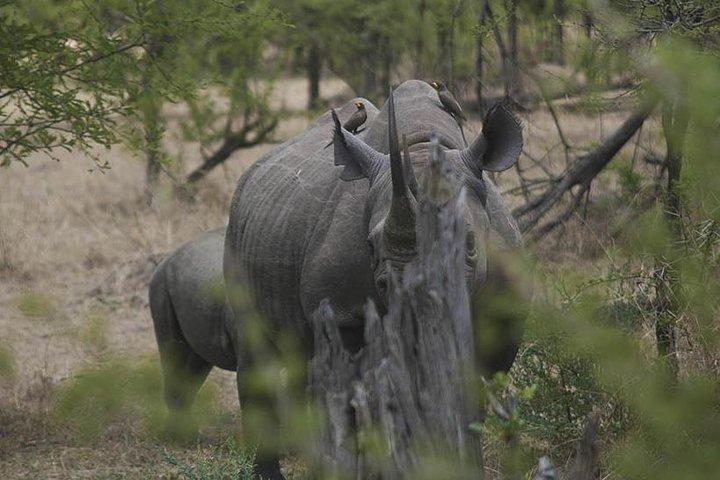 Safari de 3 días Taste of Tanzania (parque nacional Tarangire y cráter Ngorongoro)