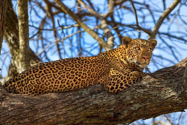 Safari de 3 días Taste of Tanzania (parque nacional Tarangire y cráter Ngorongoro)