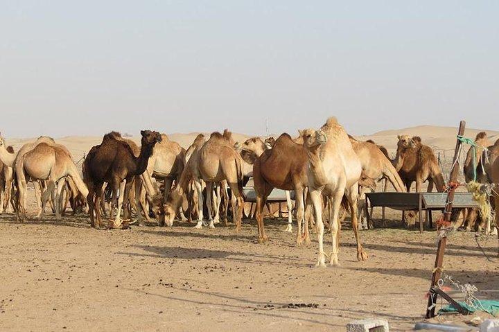 Excursion privée dans le désert avec Liwa et déjeuner à Abu Dhabi