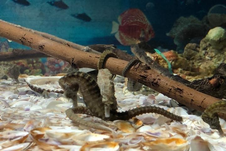 Grand Aquarium Hurghada