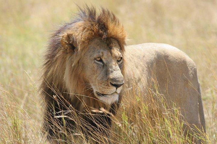 Chobe Full Day Safari Trip