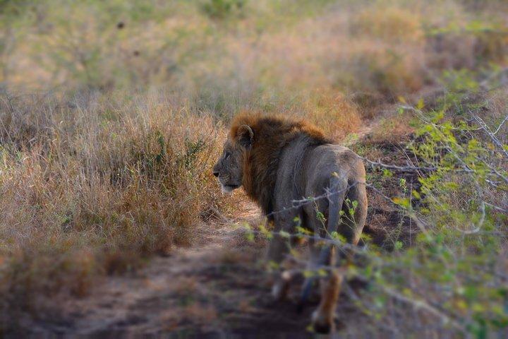 Chobe Full Day Safari Trip