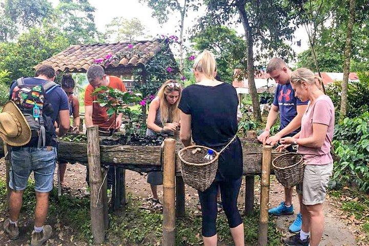 Experiência de fazenda de café imersiva na Finca El Ocaso de Salento