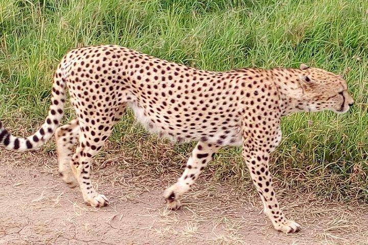maasai mara飛行サファリ2日間