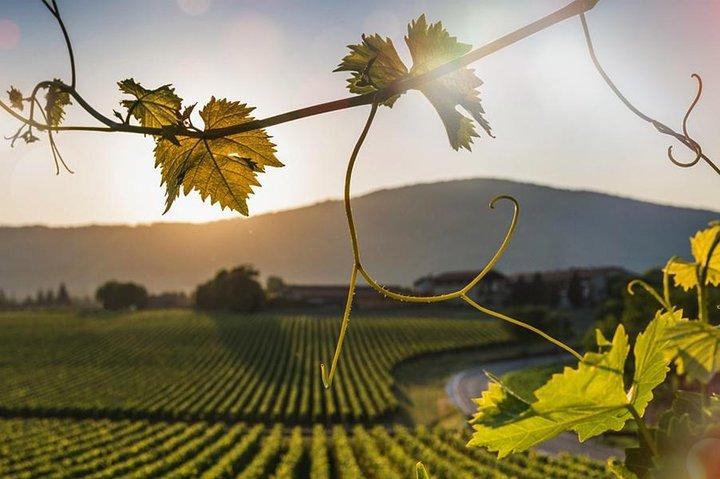 De Sirmione: Lugana Wine Experience