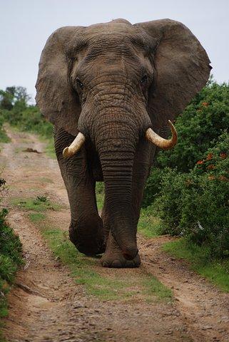 Chobe Full Day Safari Trip