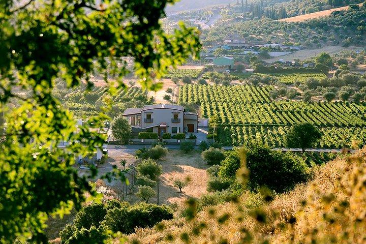 MEILLEURE visite des routes des vins du Péloponnèse avec l'ancienne Nemae