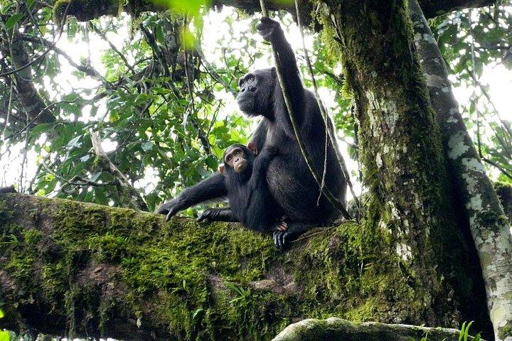 1 día Parque Nacional Kibale