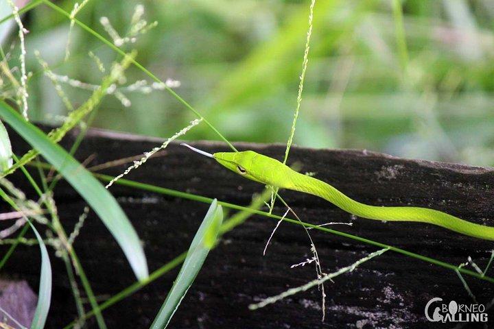 Borneo Kinabatangan River Cruise Day Trip