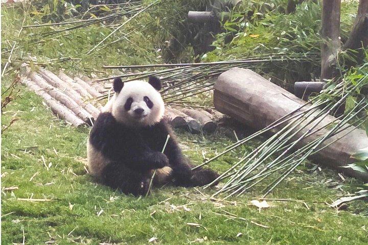 Dujiangyan Panda Base Volunteer Experience Trip