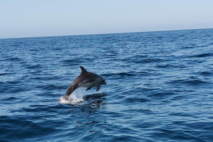 アルブフェイラ発のイルカ探しとベナギル洞窟