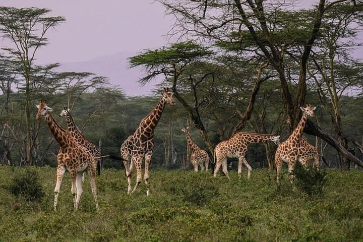12 jours Safari Kenya & Tanzanie Safari privé Lodge au départ de Nairobi