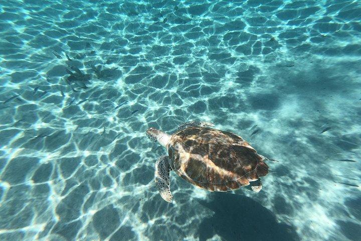 カメとシュノーケリング&ケネパ グランディ ビーチ:ナンバーワンの島日帰り旅行