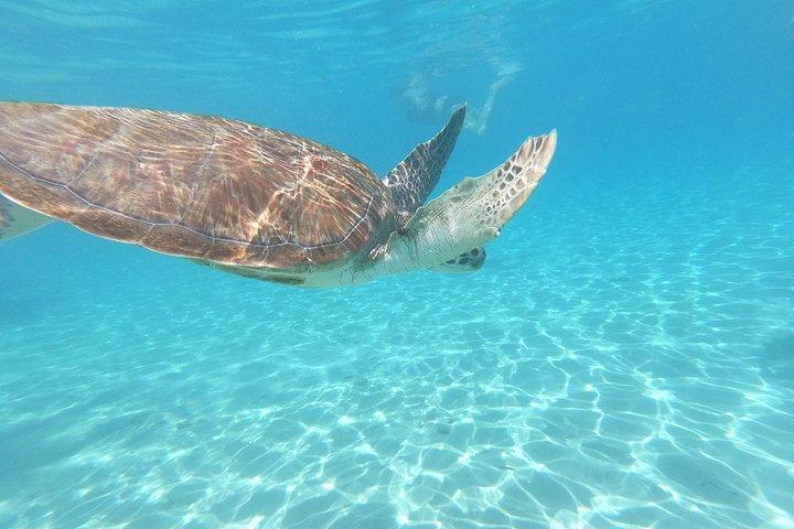 カメとシュノーケリング＆ケネパ グランディ ビーチ：ナンバーワンの島日帰り旅行