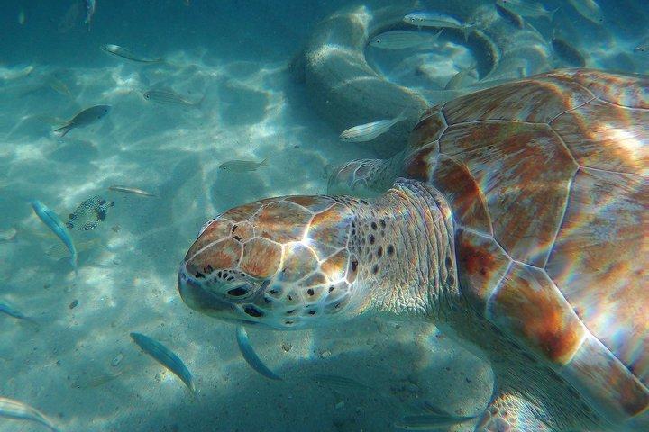 カメとシュノーケリング＆ケネパ グランディ ビーチ：ナンバーワンの島日帰り旅行