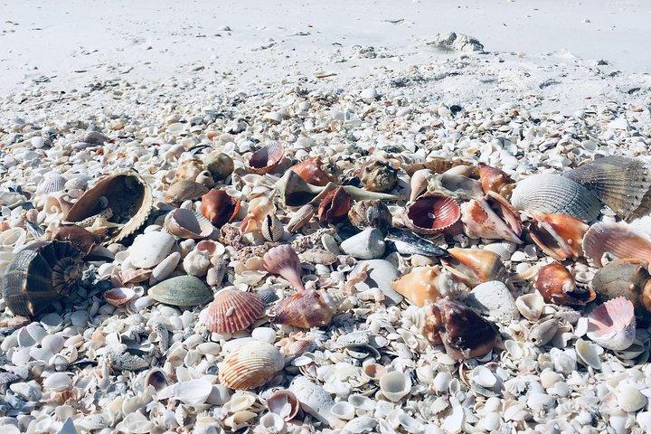 Shelling Tours - Fort Myers Beach / Naples
