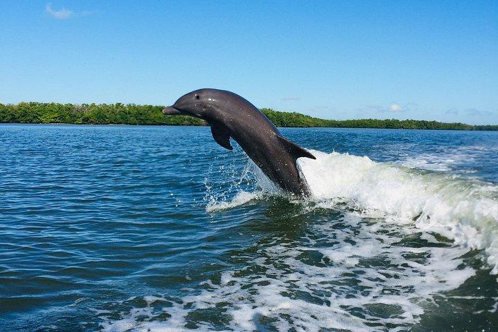 Dolphin Tours - Fort Myers Beach / Naples